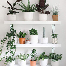 Load image into Gallery viewer, 2PC Canadian Wood Floating Wall Shelves – Rustic Modern Display for Plants, Kitchen & Home Decor (Includes Hardware)